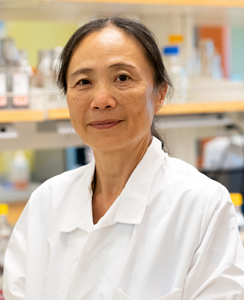Xin Chen, PhD