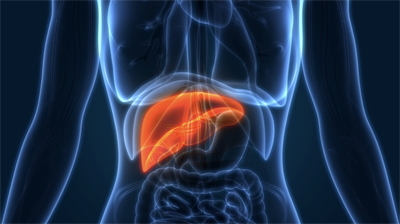 Image of a human liver, highlighted in red