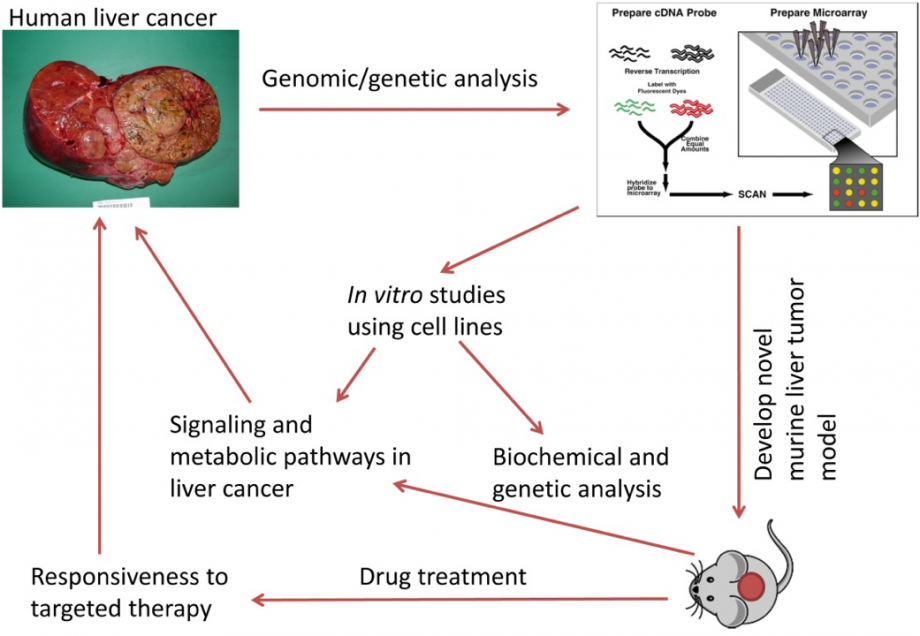 Translational studies of human liver cancers:  bedside to the bench, and back to the bedside.