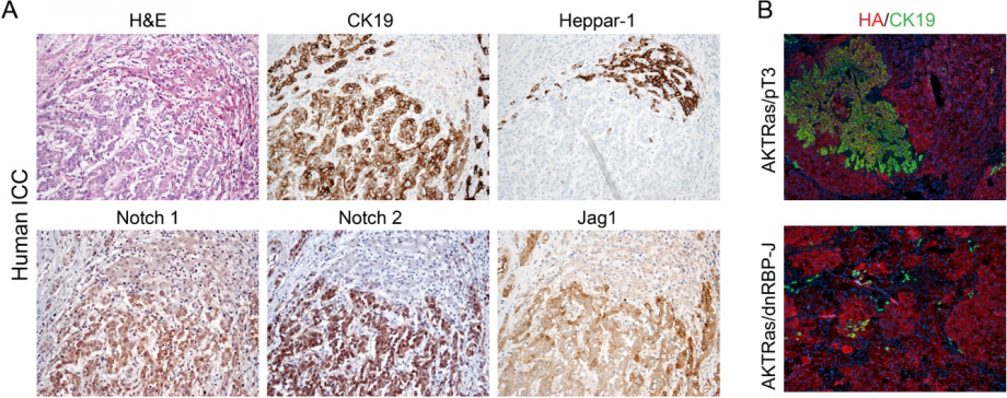 Figure 2 Notch signaling is required for ICC development